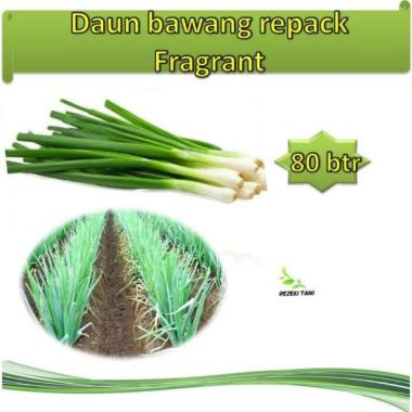 Jual Bibit Bawang Merah Terbaru Harga Murah Blibli Com