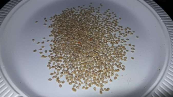 Bibit Benih Tomat Cherry Merah