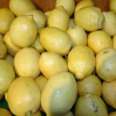 Lemon Buah Jeruk Lemon Lokal [1 kg] Rp13.000 (4) Terjual 38 Lemon Buah  Jeruk Lemon Lokal [1 kg] Rp25.000 (1) Terjual 2 Lemon Buah Jeruk Lemon  Lokal [1 kg] Rp27.000 Jeruk Lemon Lokal 1 Kg Rp10.500 (13) Terjual 144  Jeruk Lemon Lokal /1kg ...