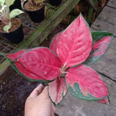 tanaman hias aglaonema kotchin suksom jaipong Multicolor
