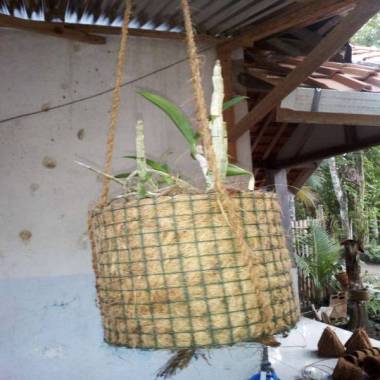 jual pot bunga anggrek sabut kelapa model kerucut Coklat / Putih Surabaya