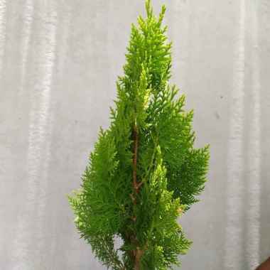 Cemara Kipas Bibit Tanaman Cemara Kipas Pohon Cemara murah