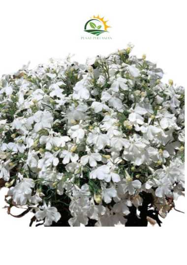 benih bunga RIVIERA WHITE LOBELIA 10 BIJI bibit tanaman import UK
