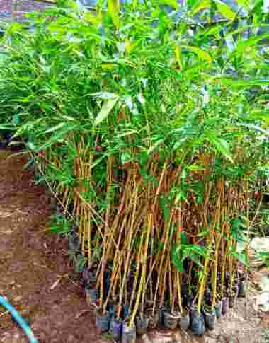 Tanaman Hias Bambu Kuning I Pring Kuning - Warna Unik Siap Tanam