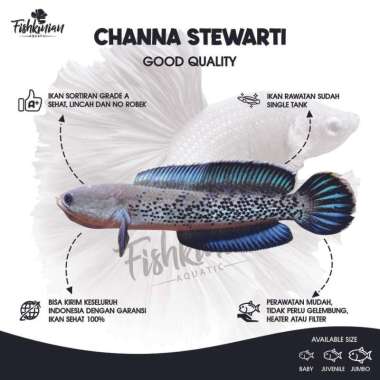Ikan Channa Stewarti GRADE A 4-6