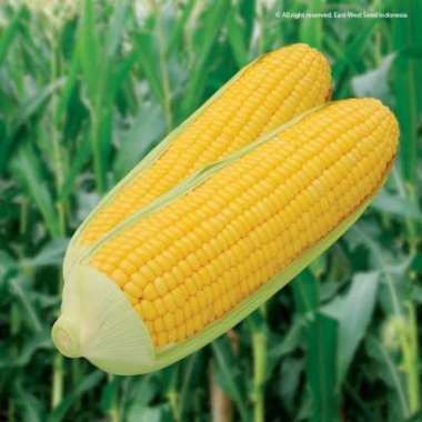 Benih Jagung Manis Terbaru November 2021 - Harga Murah u0026 Gratis 