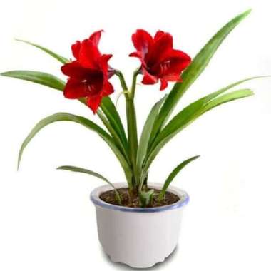 pohon bakung amarilis bunga merah