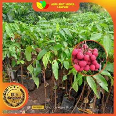 Bibit Leci Merah Asli Tanaman Cangkok Cepat Berbuah
