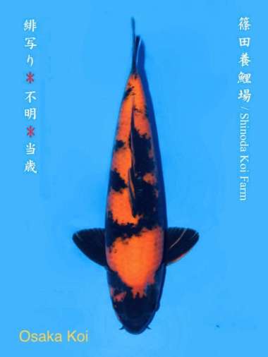 Ikan Koi Hi Utsuri Merah Import Shinoda Farm