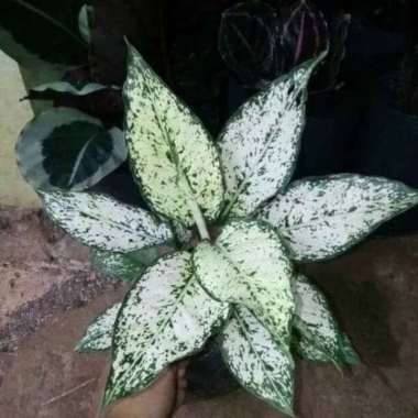 New Tanaman hias aglaonema snow white-aglonema snow white --