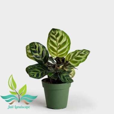 Tanaman Hias Calathea Makoyana- Calathea Makoyana --