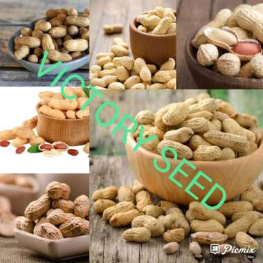 VICTORY SEED buah kering dry fruit kacang cina cino tanah una suuk kole bandung tuban jebrol banggal