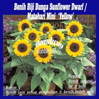 Jual Bibit Bunga Matahari Kecil Terbaru Harga Murah Blibli Com