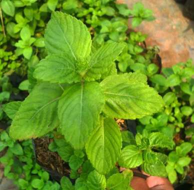 Tanaman Cincau Hitam Tanaman Herbal