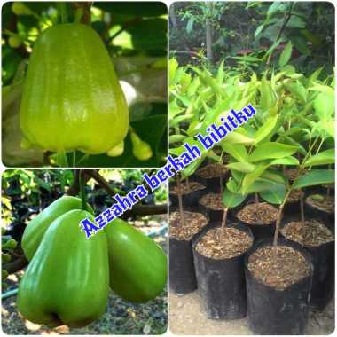 Azzahra berkah bibitku tanaman buah jambu madu super green
