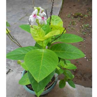 Tanaman Melati Jepang