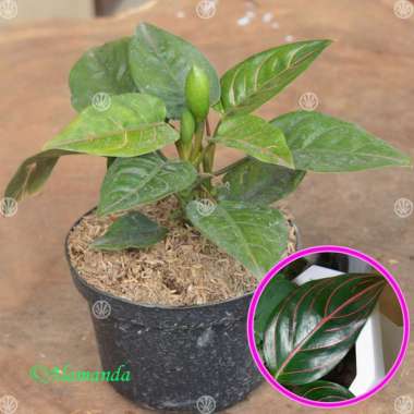 Tanaman Aglaonema Rotundum