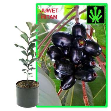 Tanaman Juwet Hitam - Tinggi 40cm