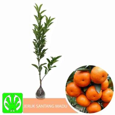 Tanaman Buah Jeruk Santang Madu