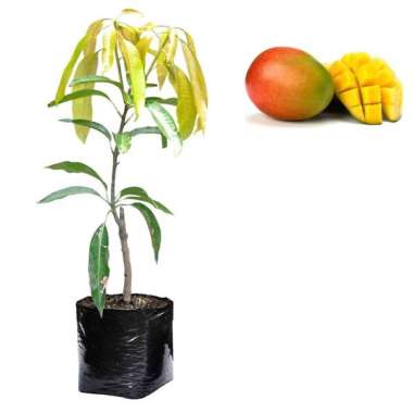Bibit Buah Mangga Indramayu - Tinggi 60cm