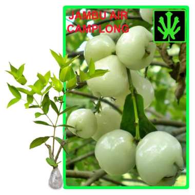 Bibit Buah Jambu Air Camplong - Tinggi 60cm