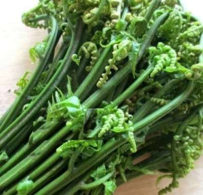 Sayur Daun Pakis Fresh 1 Ikat Daun Pakis Segar