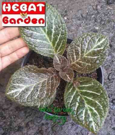 Tanaman gantung episcia cuperata