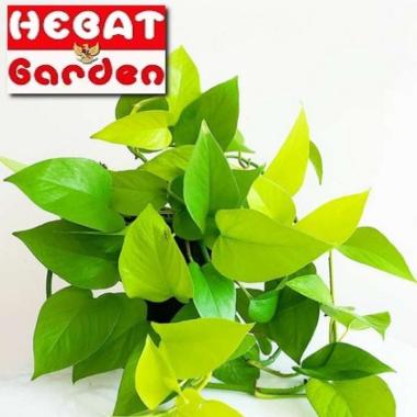 Sri gading daun kuning-Epipremnum pinnatum Neon