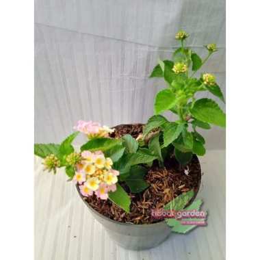 Tanaman hias lantana bunga merah-lantana camara radiation merah - hebat garden844