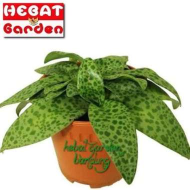 Tanaman peperomia lidah katak - peplan katak