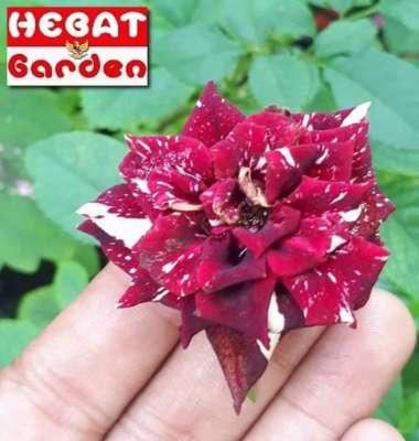 Mawar batik abra - Union Rose