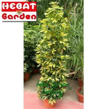 Walisongo Hybrid - Schefflera arboricola hybrid - Tanaman hias