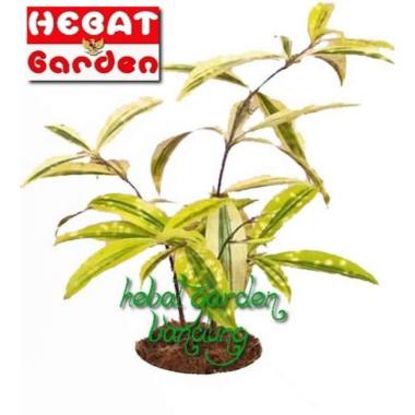 Dracena bambu jepang mini golden - dracaena golden milky - hebat garden393
