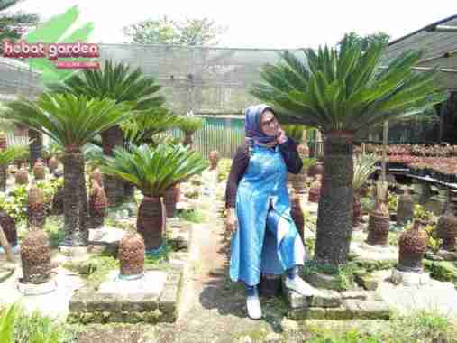 Tanaman Palem Sikas