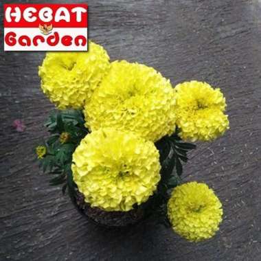 Tanaman Suyok kuning holland-Marigold cracker jack yellow- hebat garden923