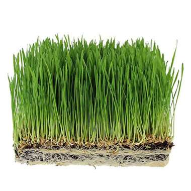 Benih / Biji Rumput Gandum (Wheat Grass) Berkualitas - 250 gram