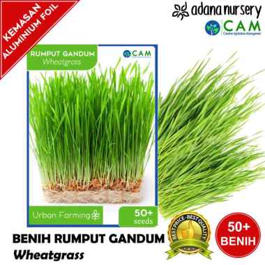 Benih / Biji Rumput Gandum - Rumput Kucing - Wheatgrass - 50++ Seeds