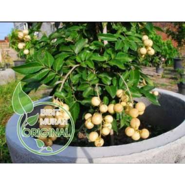 Paket 3 bibit kelengkeng matalada aroma