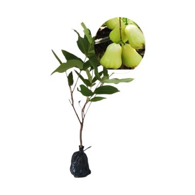 BIBIT TANAMAN Jambu Madu Deli Hijau