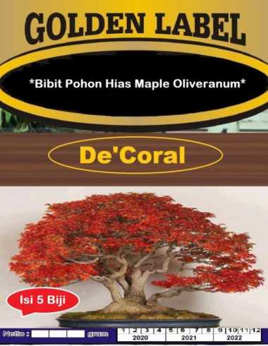 Bibit Pohon Hias Maple Oliveranum | Benih Pohon Hias Maple Oliveranum