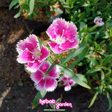 Hebat Garden Anyelir Merah Putih