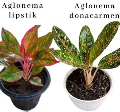 paket 2 tanaman hias aglonema / Aglonema lipstik / Aglonema donacarmen