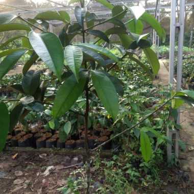 POHON MANGGIS SUPER TINGGI 1,5 METER