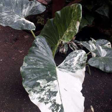 Tanaman Hias Sente-Sinte-Varigata