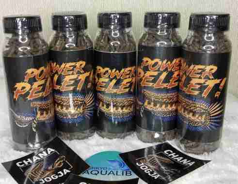 Power Pelet Auranti Maculata Chana Jogja