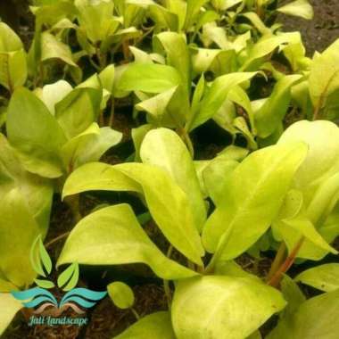 Tanaman hias rambat sirih gading centong srigading --