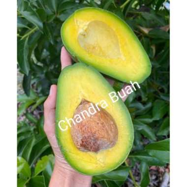 buah & mayur Buah Alpukat Mentega [1 Kg]