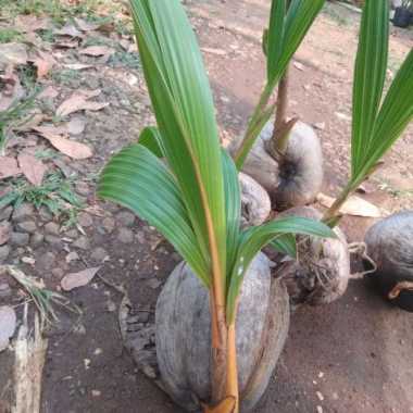 Bibit pohon kelapa kuning