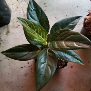 Bunga Aglonema Rotundum tiger