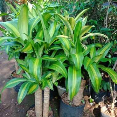 Bibit Pohon hias berkualitas hanjuang hijau kuning